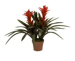 IMAX Botanicals - Red Guimania