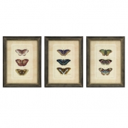 Butterfly Collection Wall Art - Set of 3