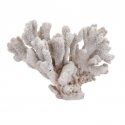 Pavaka Coral