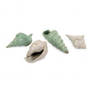 Sea Shells Collection - Set of 4