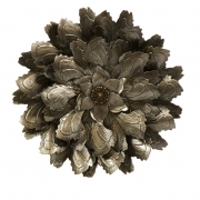 Moray Wall Flower
