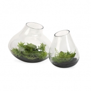 Gaudet Succulents - Set of 2