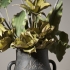 Olivia Succulent Bundle alternate image